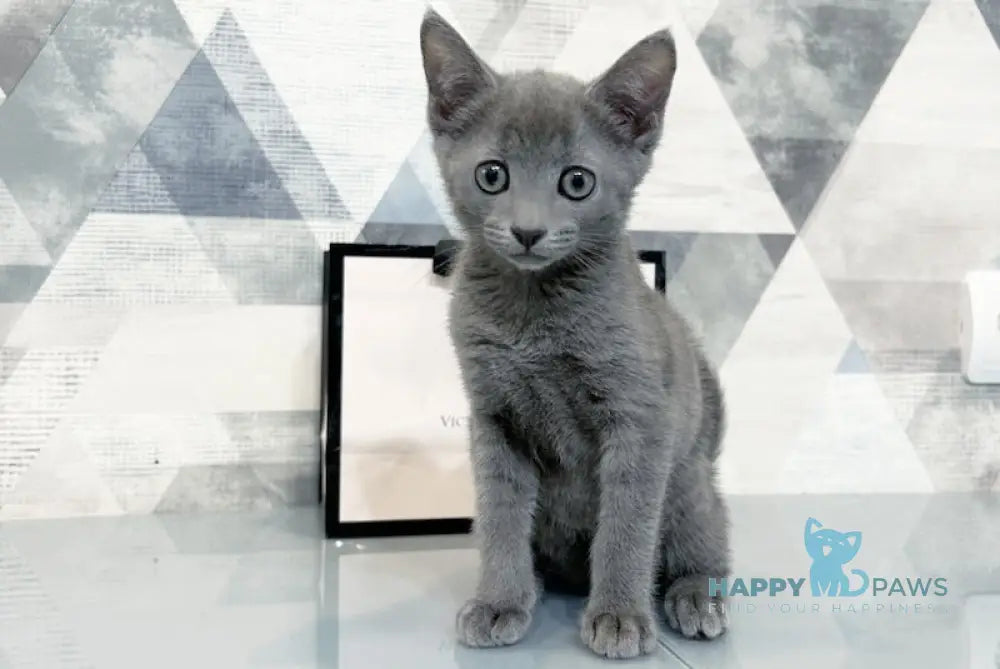 Elisa Russian Blue Female Blue Live Animals