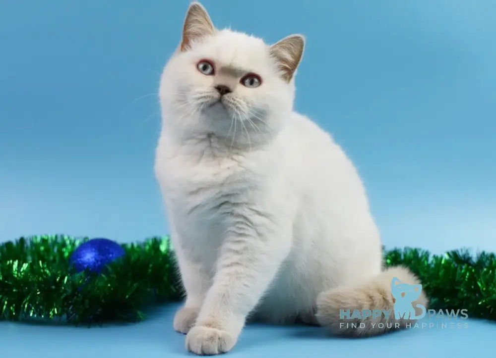 Ellen British Shorthair Female Fawn Pointed Live Animals