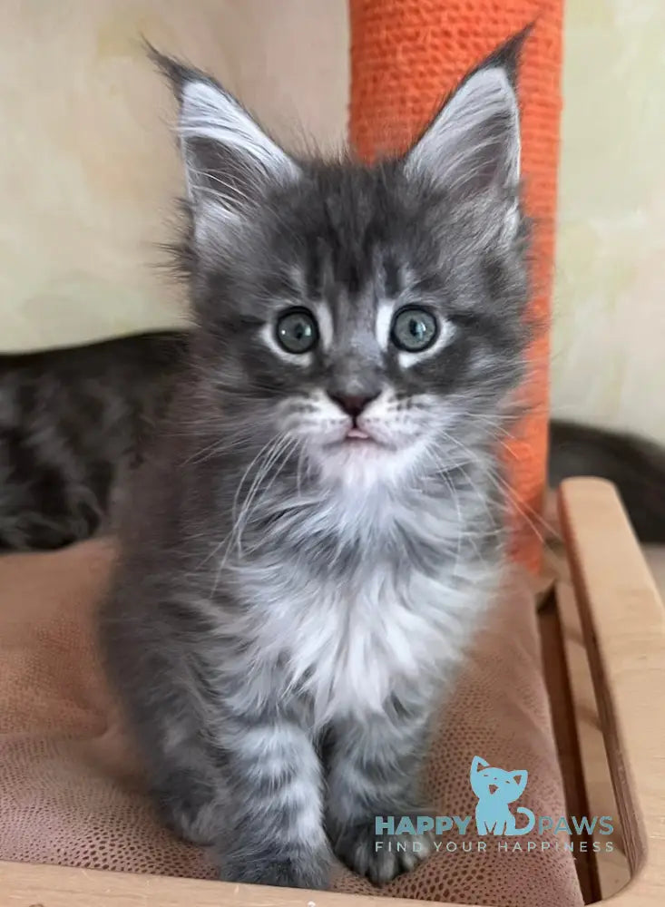 Elsie Maine Coon Male Blue Silver Tabby Live Animals