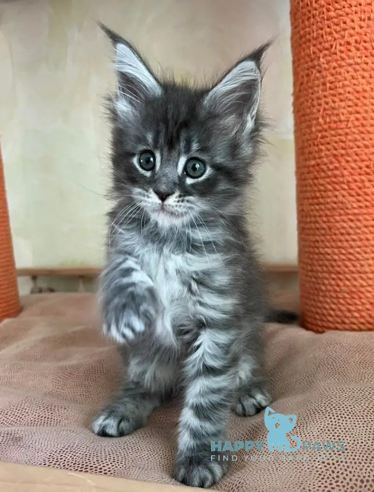 Elsie Maine Coon Male Blue Silver Tabby Live Animals