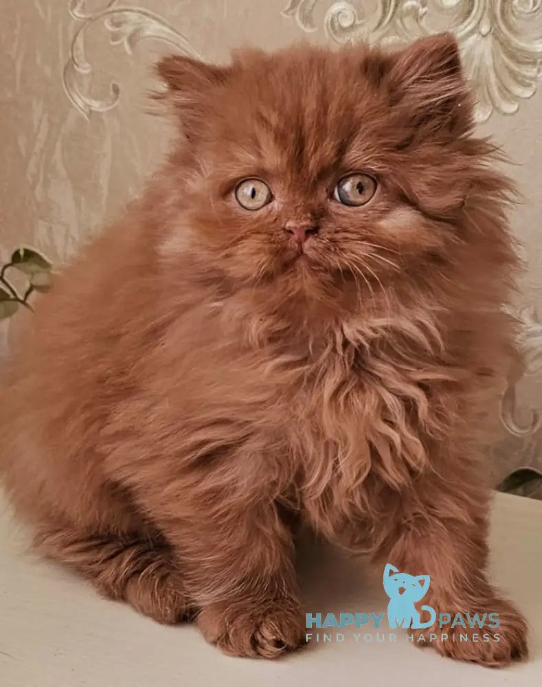 Elvin British Longhair Male Cinnamon Live Animals