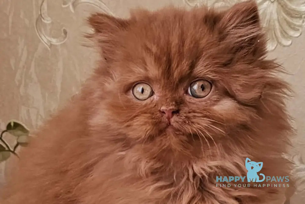 Elvin British Longhair Male Cinnamon Live Animals