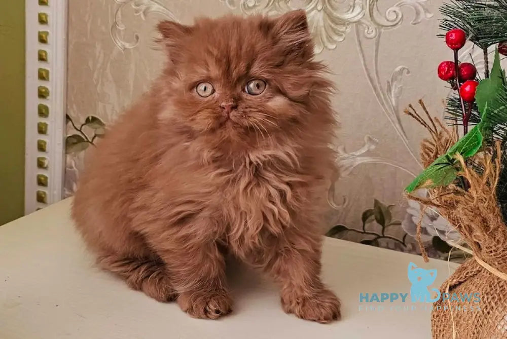 Elza British Longhair Female Cinnamon Live Animals