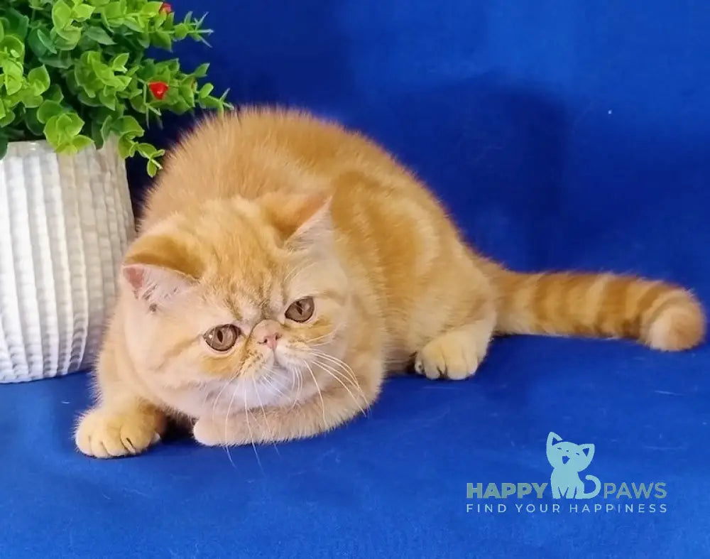 Emilia Exotic female red tabby live animals