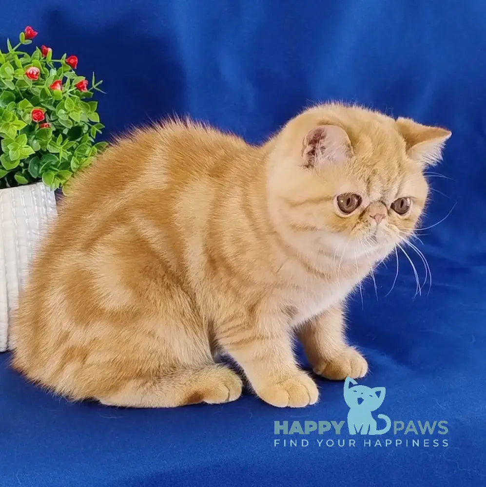 Emilia Exotic female red tabby live animals