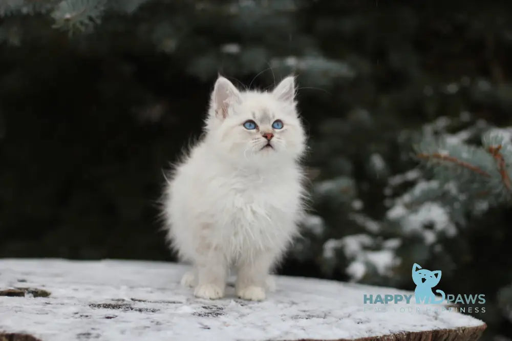 Emilia Siberian Female Blue Tabby Pointed With White Live Animals