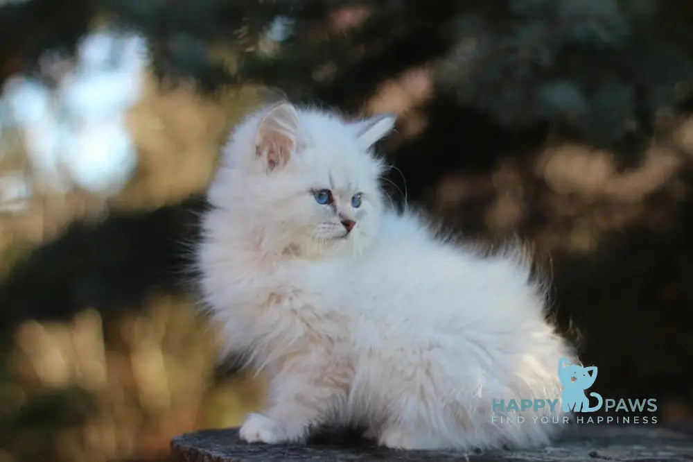 Emilia Siberian Female Blue Tabby Pointed With White Live Animals