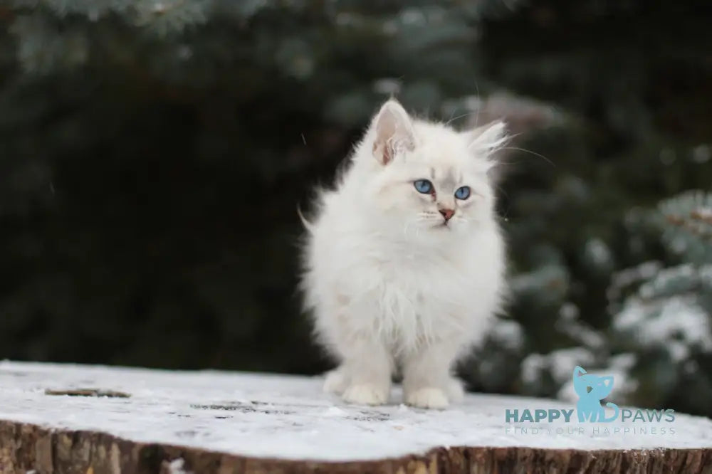 Emilia Siberian Female Blue Tabby Pointed With White Live Animals