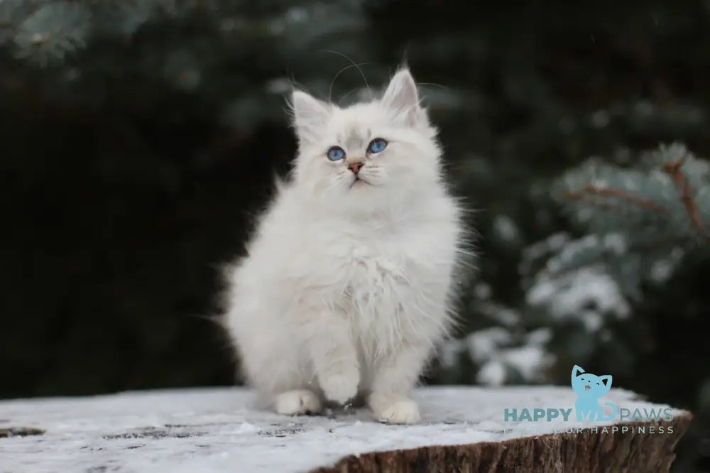 Emilia Siberian Female Blue Tabby Pointed With White Live Animals