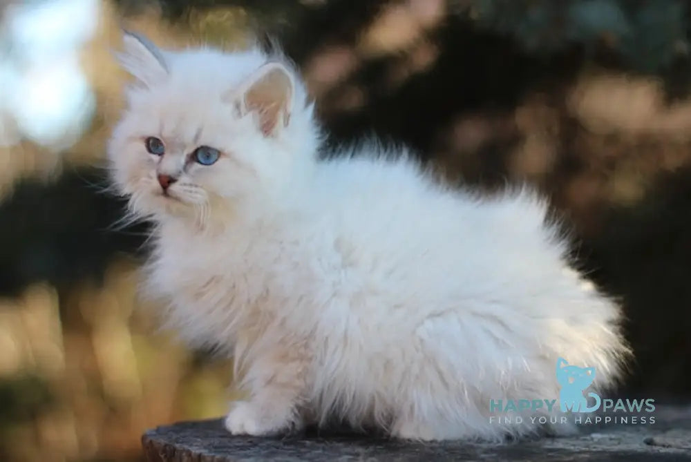 Emilia Siberian Female Blue Tabby Pointed With White Live Animals