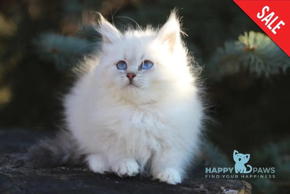 Emilia Siberian Female Blue Tabby Pointed With White Live Animals