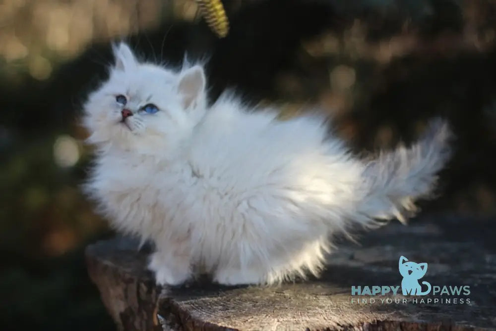 Emilia Siberian Female Blue Tabby Pointed With White Live Animals