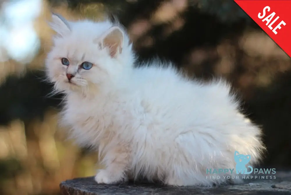 Emilia Siberian Female Blue Tabby Pointed With White Live Animals