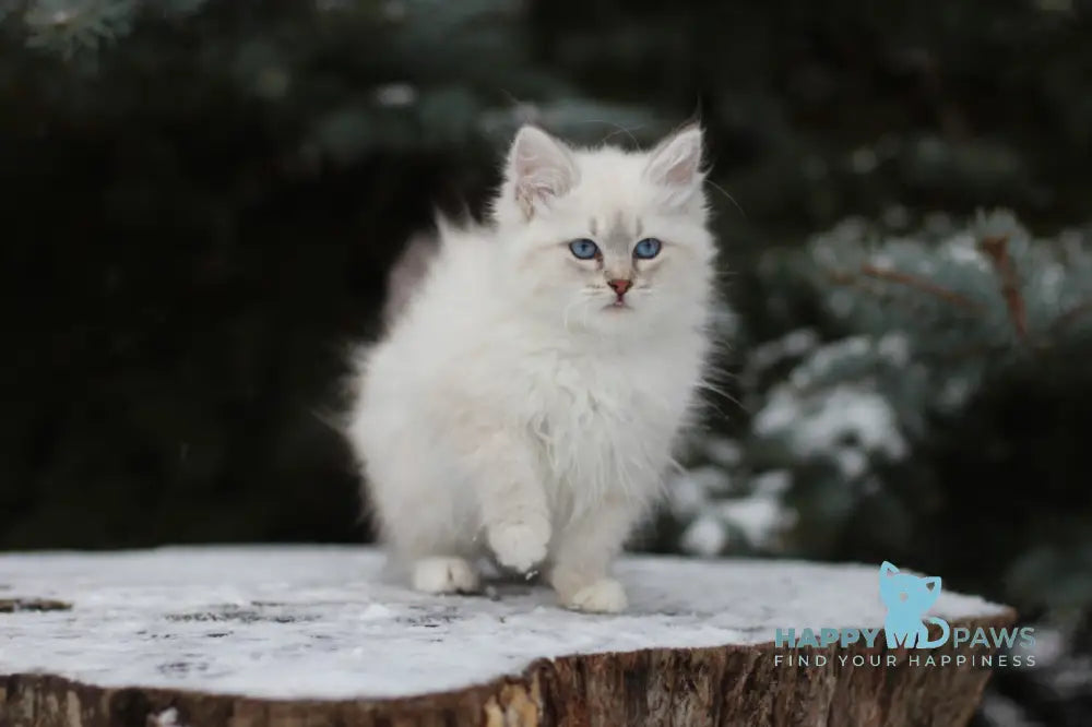 Emilia Siberian Female Blue Tabby Pointed With White Live Animals