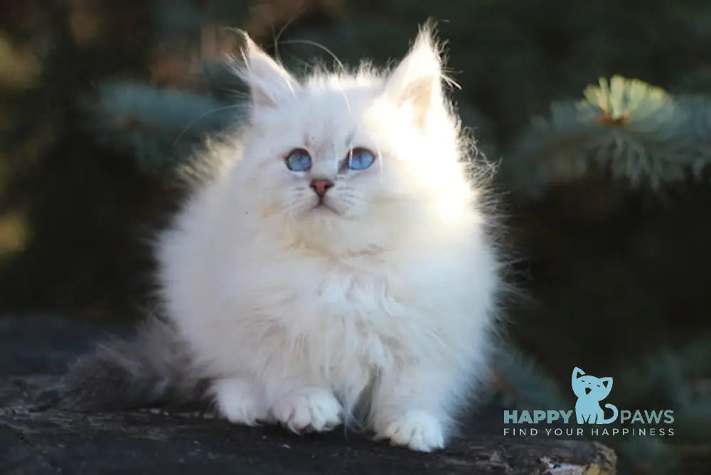 Emilia Siberian Female Blue Tabby Pointed With White Live Animals