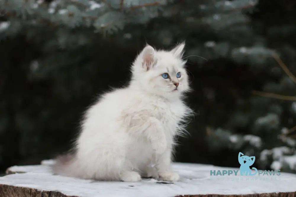 Emilia Siberian Female Blue Tabby Pointed With White Live Animals