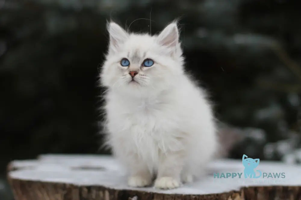 Emilia Siberian Female Blue Tabby Pointed With White Live Animals