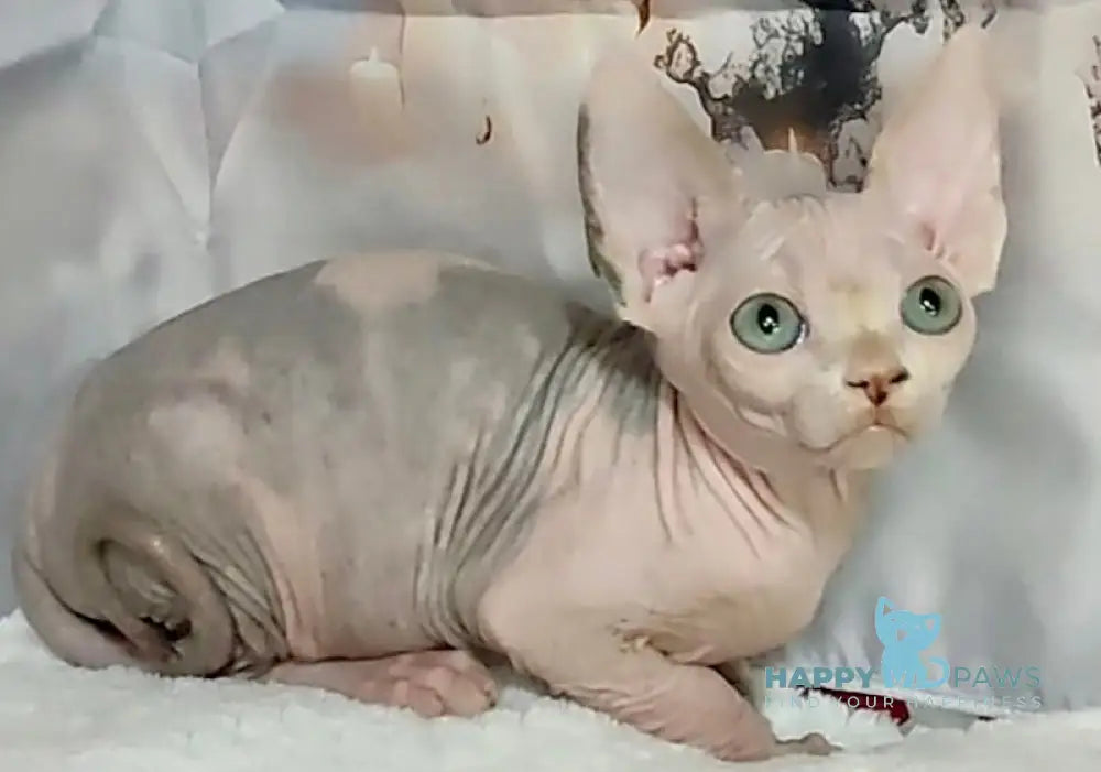 Emily Canadian Sphynx Female Blue Bicolour Live Animals