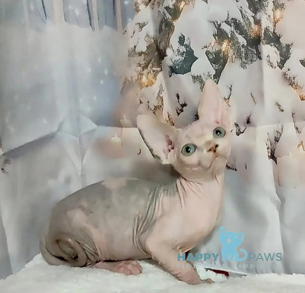 Emily Canadian Sphynx Female Blue Bicolour Live Animals