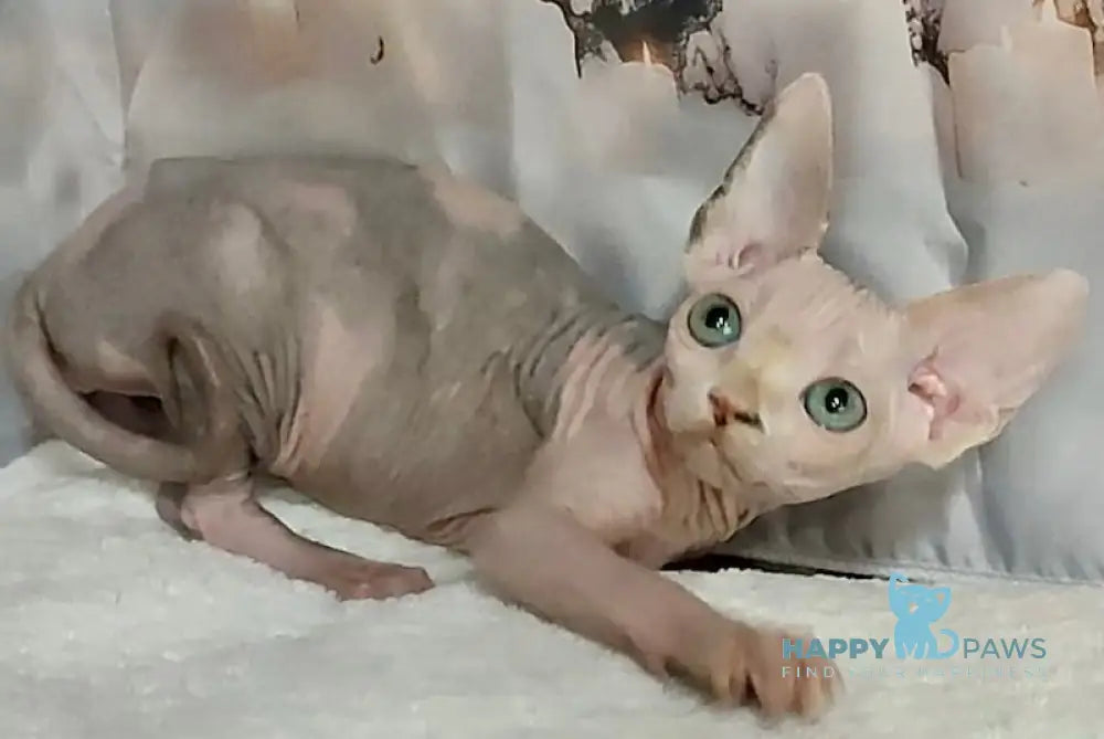 Emily Canadian Sphynx Female Blue Bicolour Live Animals