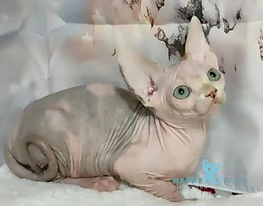 Emily Canadian Sphynx Female Blue Bicolour Live Animals