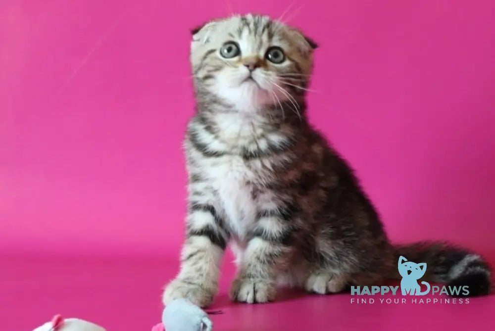 Erika Scottish Fold Female Black Tabby Live Animals