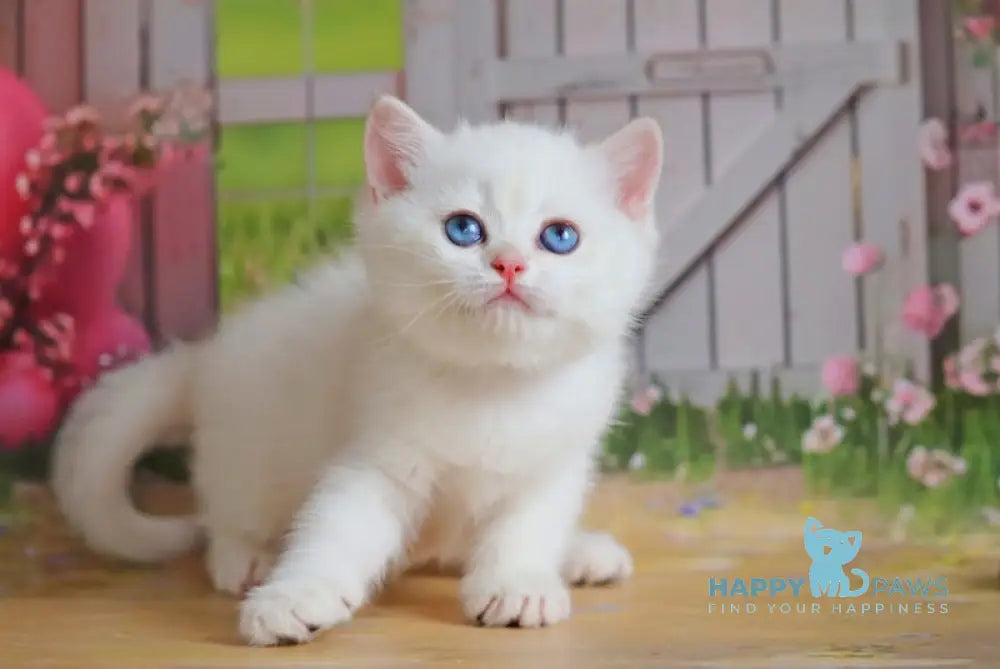 Ernest British Shorthair Male Black Golden Shaded Pointed Live Animals