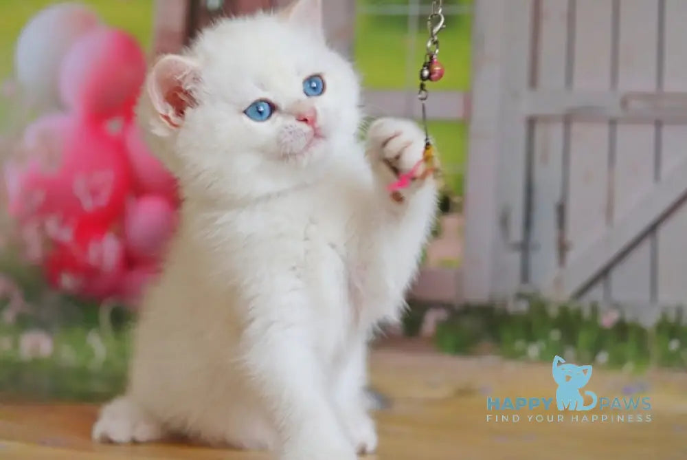 Ernest British Shorthair Male Black Golden Shaded Pointed Live Animals