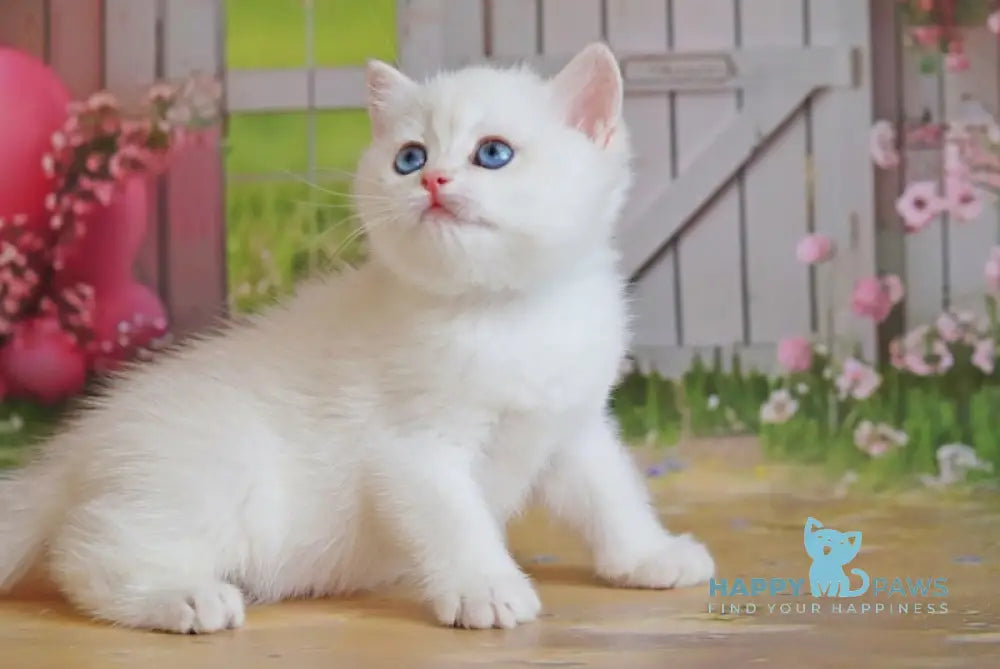 Ernest British Shorthair Male Black Golden Shaded Pointed Live Animals