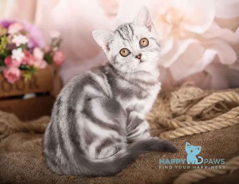 Ernie Scottish Straight Male Black Silver Tabby Live Animals