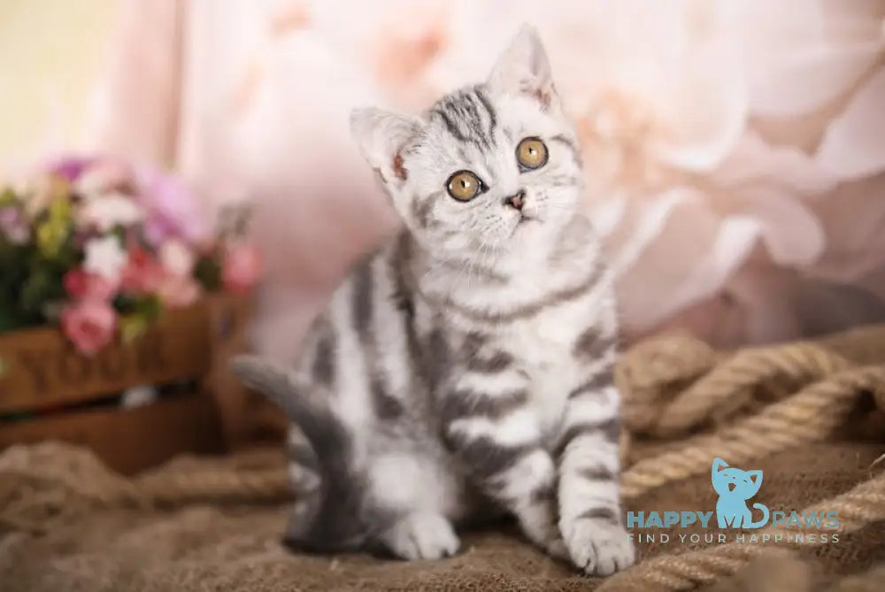 Ernie Scottish Straight Male Black Silver Tabby Live Animals