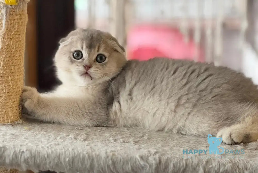 Eseniya Scottish Fold Female Blue Golden Shaded Live Animals