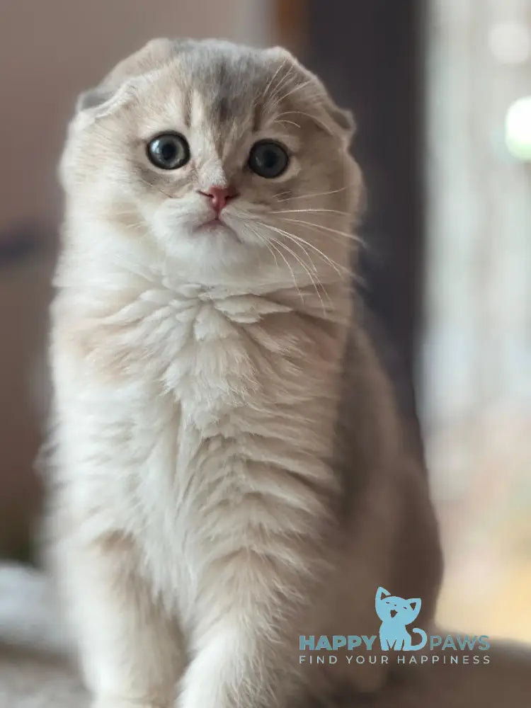 Eseniya Scottish Fold Female Blue Golden Shaded Live Animals