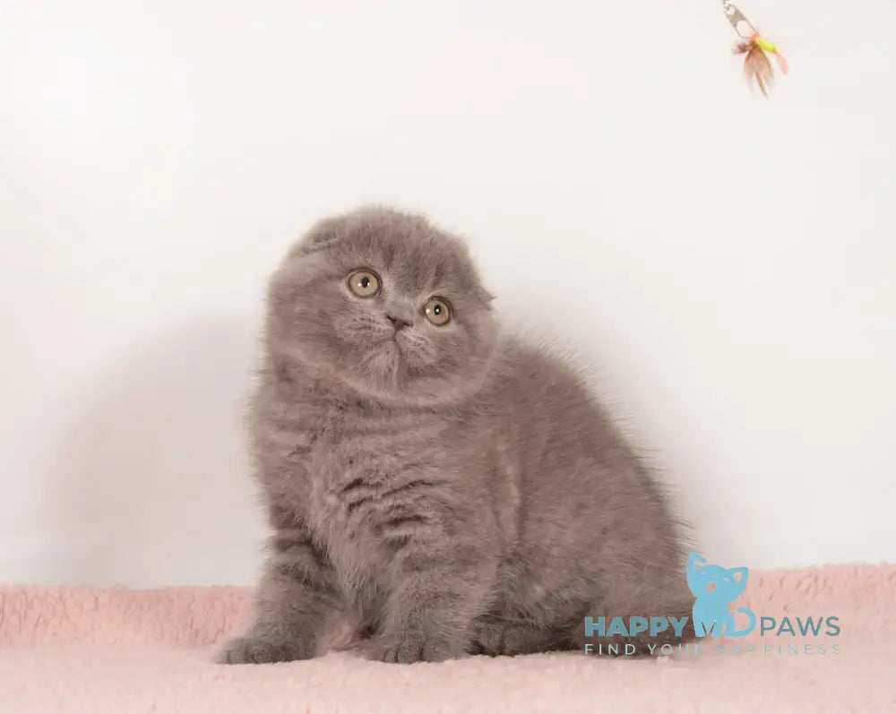 Eseniya Scottish Fold Female Blue Live Animals