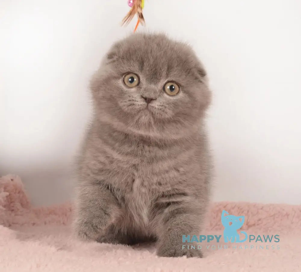 Eseniya Scottish Fold Female Blue Live Animals