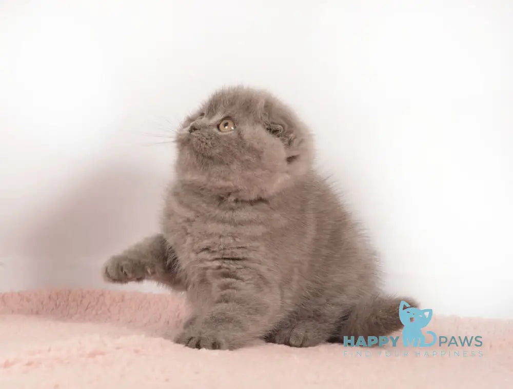 Eseniya Scottish Fold Female Blue Live Animals