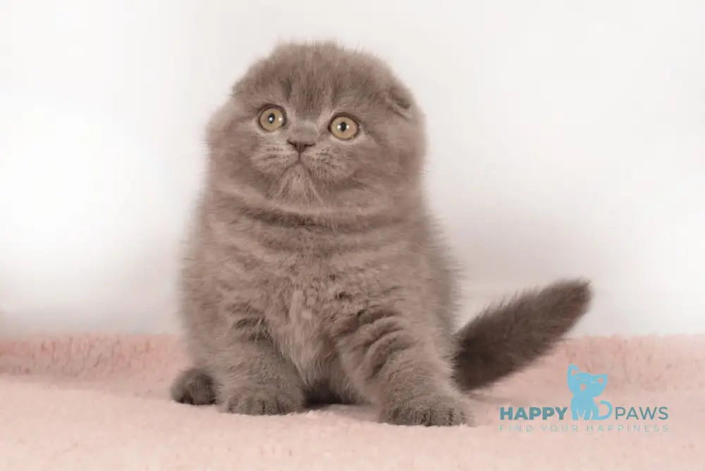 Eseniya Scottish Fold Female Blue Live Animals