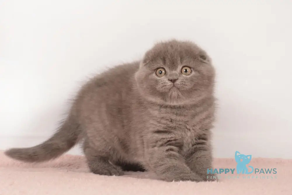 Eseniya Scottish Fold Female Blue Live Animals