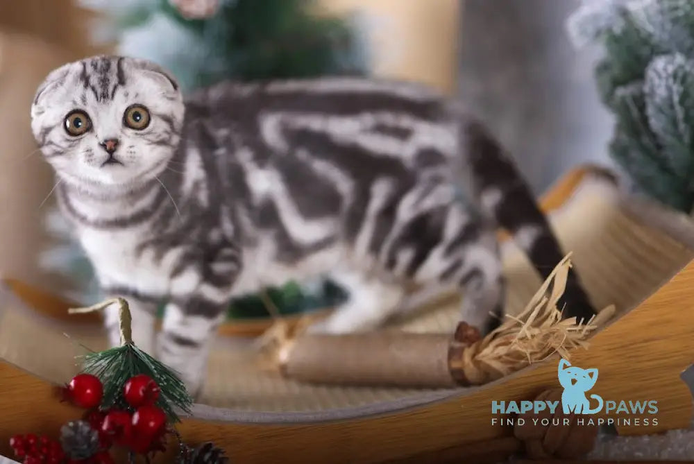 Espresso Scottish Fold Male Black Silver Tabby Live Animals