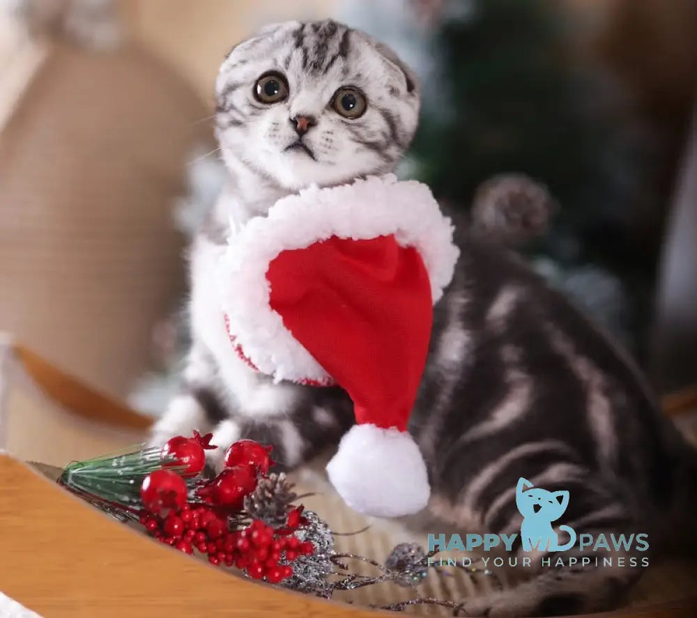 Espresso Scottish Fold Male Black Silver Tabby Live Animals