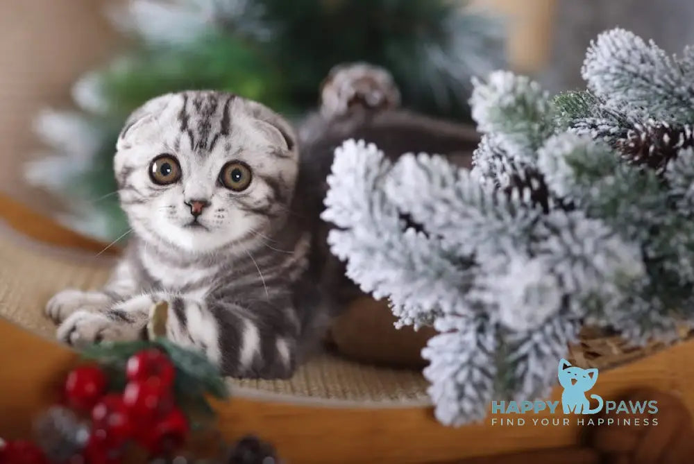 Espresso Scottish Fold Male Black Silver Tabby Live Animals