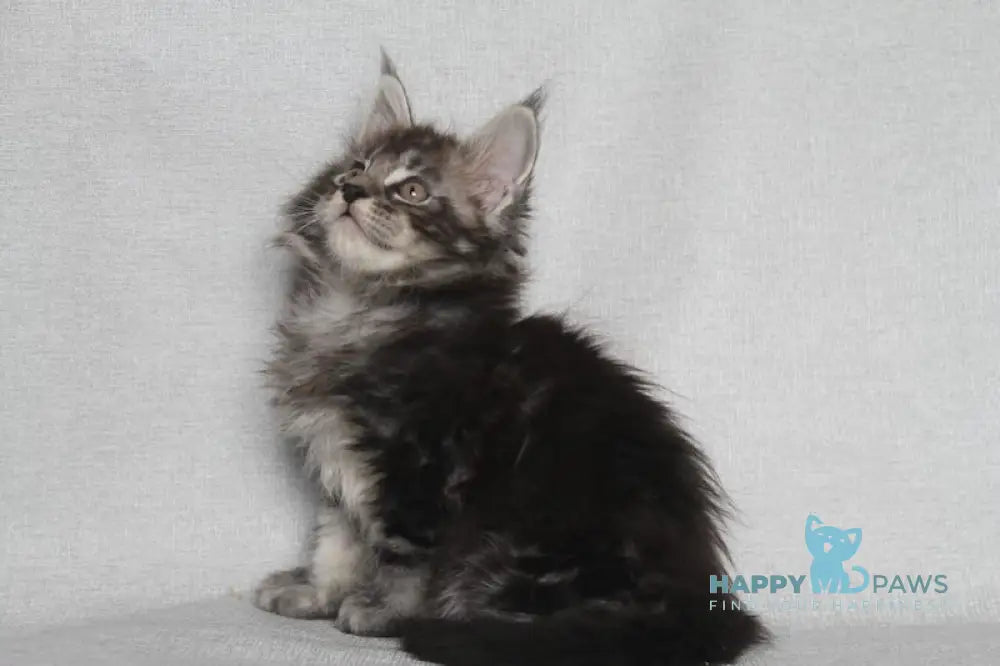 Eston Maine Coon Male Blue Silver Tabby Live Animals