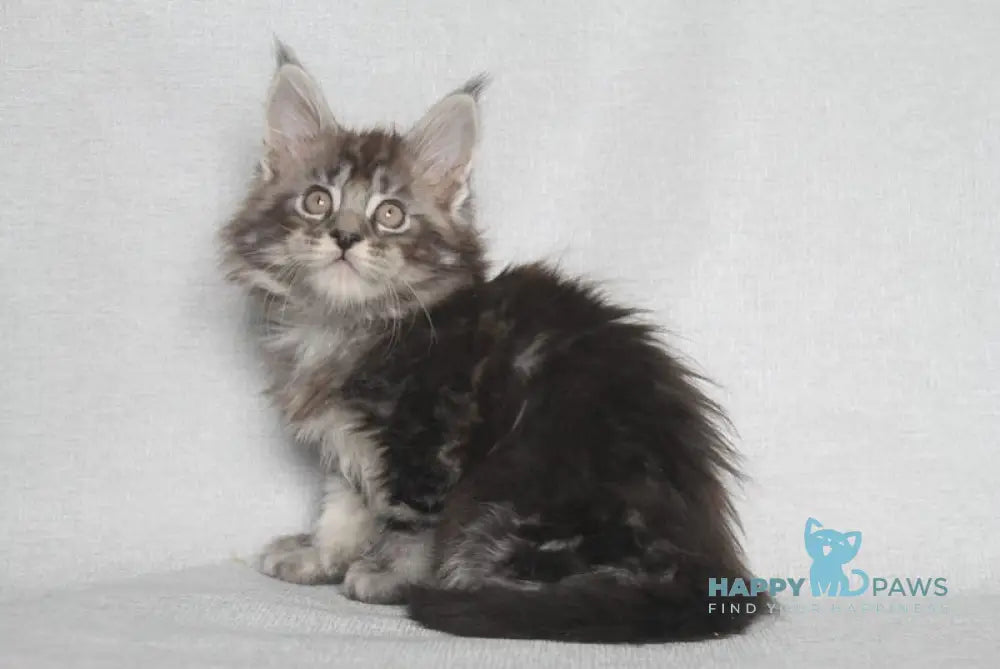 Eston Maine Coon Male Blue Silver Tabby Live Animals