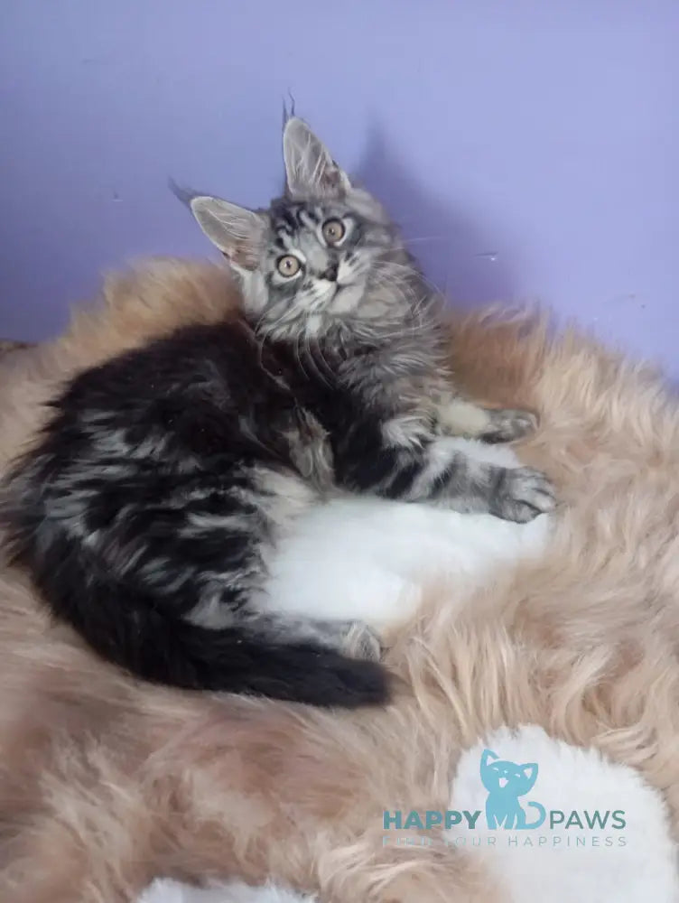 Eston Maine Coon male blue silver tabby live animals