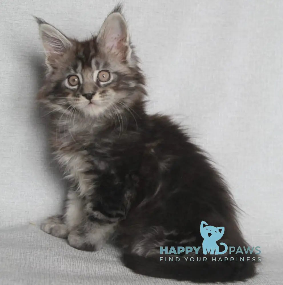 Eston Maine Coon Male Blue Silver Tabby Live Animals