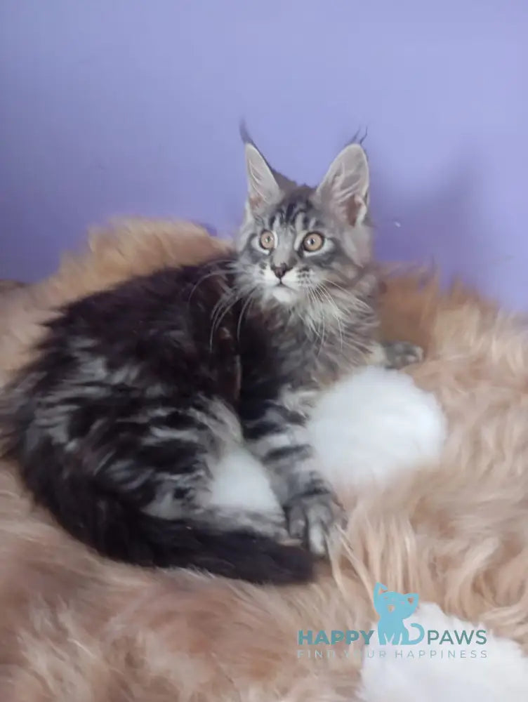 Eston Maine Coon male blue silver tabby live animals