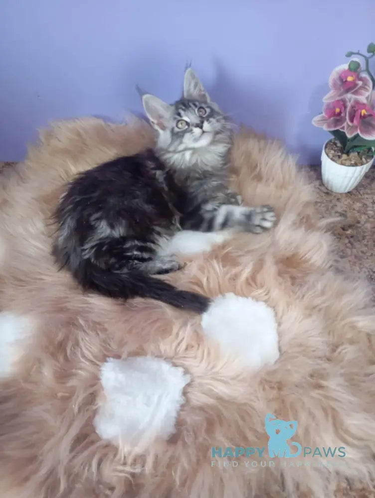 Eston Maine Coon male blue silver tabby live animals