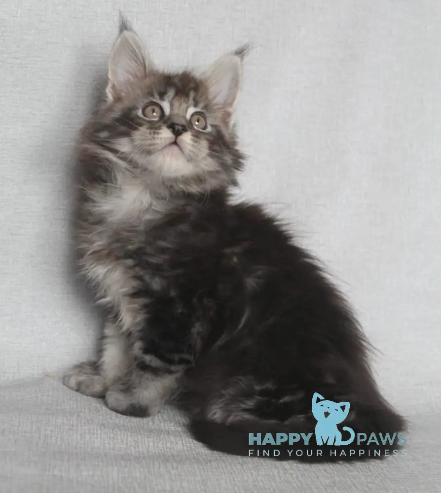 Eston Maine Coon Male Blue Silver Tabby Live Animals