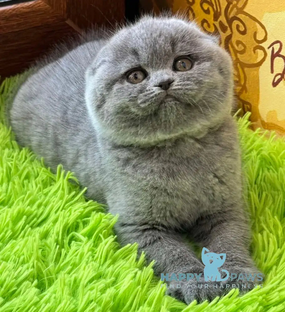 Esty Scottish Fold Female Blue Live Animals