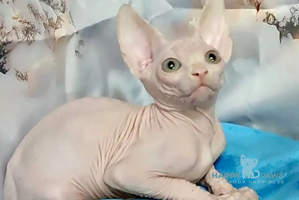 Ethan Canadian Sphynx Male White Live Animals